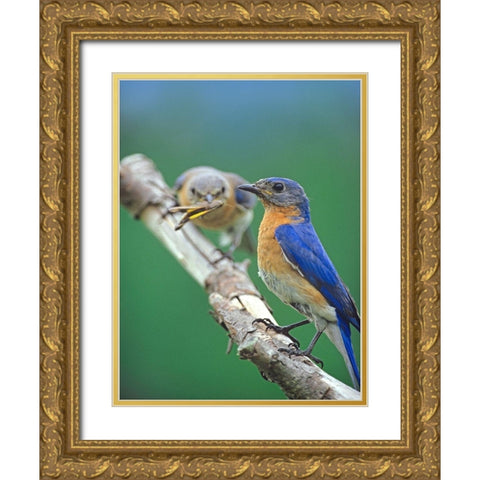 Eastern Bluebirds-male and female Gold Ornate Wood Framed Art Print with Double Matting by Fitzharris, Tim