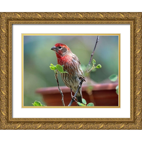 House Finch at Bird Feeder Gold Ornate Wood Framed Art Print with Double Matting by Fitzharris, Tim