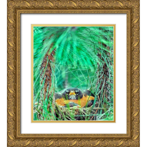 American Robin on the Nest Gold Ornate Wood Framed Art Print with Double Matting by Fitzharris, Tim