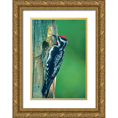 Yellow-bellied Sapsucker Gold Ornate Wood Framed Art Print with Double Matting by Fitzharris, Tim