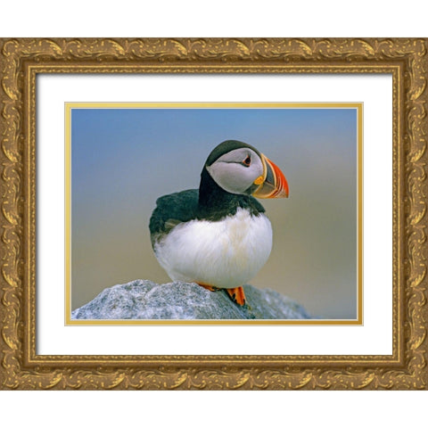 Atlantic Puffin III Gold Ornate Wood Framed Art Print with Double Matting by Fitzharris, Tim