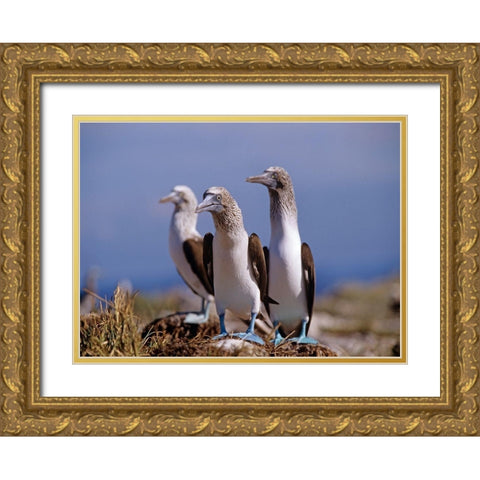 Blue-footed Boobies Gold Ornate Wood Framed Art Print with Double Matting by Fitzharris, Tim