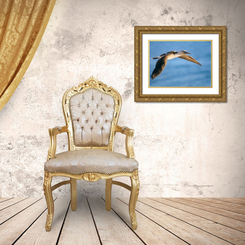 Blue-footed Booby in Flight Gold Ornate Wood Framed Art Print with Double Matting by Fitzharris, Tim