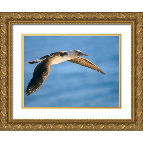 Blue-footed Booby in Flight Gold Ornate Wood Framed Art Print with Double Matting by Fitzharris, Tim