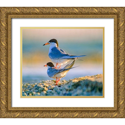 Common Terns Gold Ornate Wood Framed Art Print with Double Matting by Fitzharris, Tim