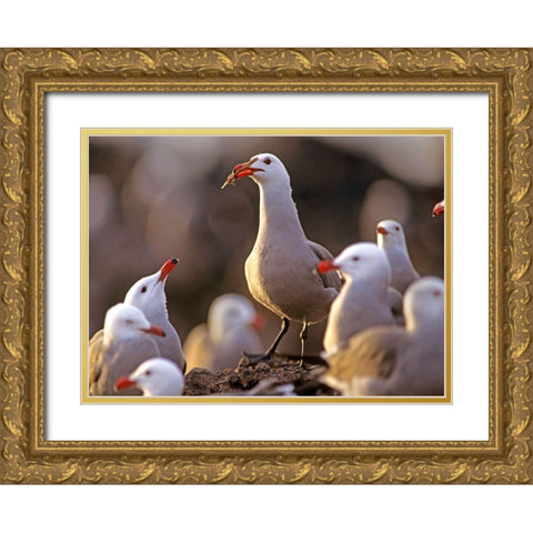 Heermans Gulls Gold Ornate Wood Framed Art Print with Double Matting by Fitzharris, Tim