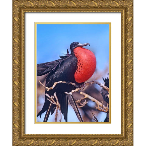 Magnificent Frigatebird in Courtship Display Gold Ornate Wood Framed Art Print with Double Matting by Fitzharris, Tim