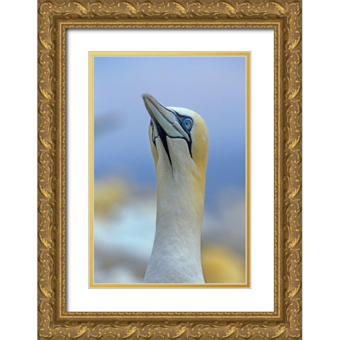 Northern Gannet II Gold Ornate Wood Framed Art Print with Double Matting by Fitzharris, Tim