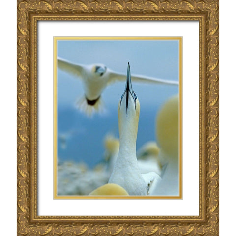 Northern Gannets at Rookery-Bonaventure Island-Quebec Gold Ornate Wood Framed Art Print with Double Matting by Fitzharris, Tim