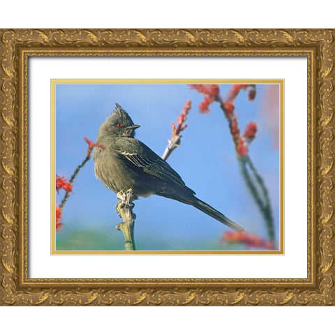 Phainopepla on Ocotillo-Arizona Gold Ornate Wood Framed Art Print with Double Matting by Fitzharris, Tim