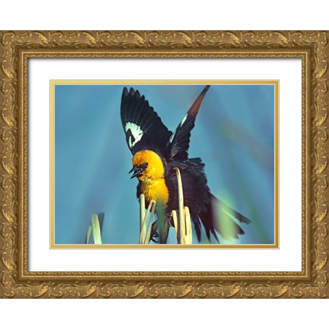 Yellow-headed Blackbird Gold Ornate Wood Framed Art Print with Double Matting by Fitzharris, Tim