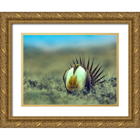 Sage Grouse in Courtship Display Gold Ornate Wood Framed Art Print with Double Matting by Fitzharris, Tim