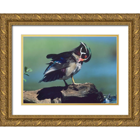 Wood Duck Drake Preening Gold Ornate Wood Framed Art Print with Double Matting by Fitzharris, Tim