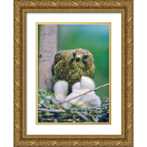 Broad-winged Hawk Gold Ornate Wood Framed Art Print with Double Matting by Fitzharris, Tim
