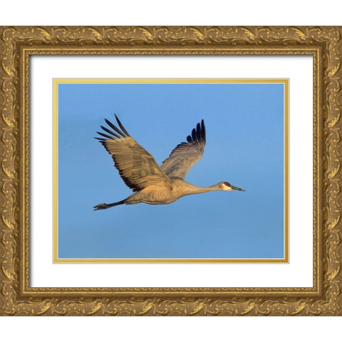Sandhill Crane Gold Ornate Wood Framed Art Print with Double Matting by Fitzharris, Tim
