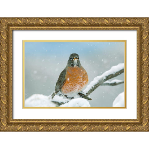 American Robin with Snow Gold Ornate Wood Framed Art Print with Double Matting by Fitzharris, Tim