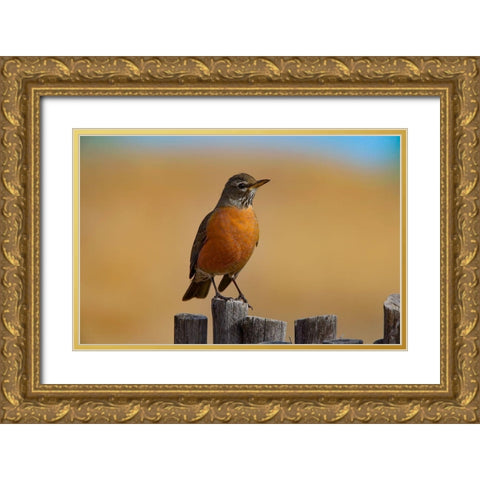 American Robin Gold Ornate Wood Framed Art Print with Double Matting by Fitzharris, Tim