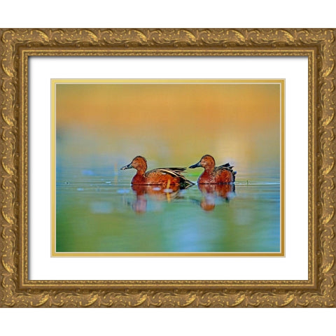 Cinnamon Teals Gold Ornate Wood Framed Art Print with Double Matting by Fitzharris, Tim