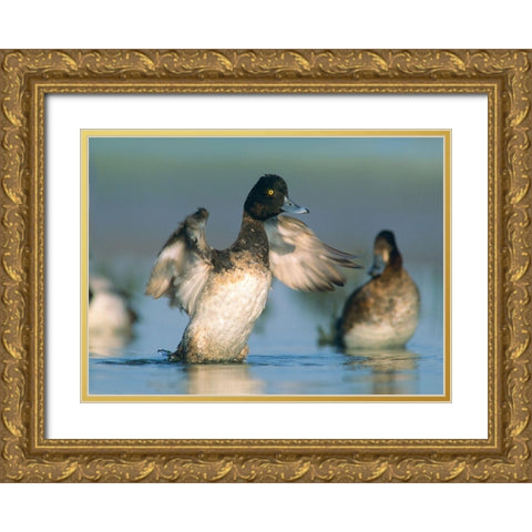 Lesser Scaup Drake Exercising his Wings Gold Ornate Wood Framed Art Print with Double Matting by Fitzharris, Tim