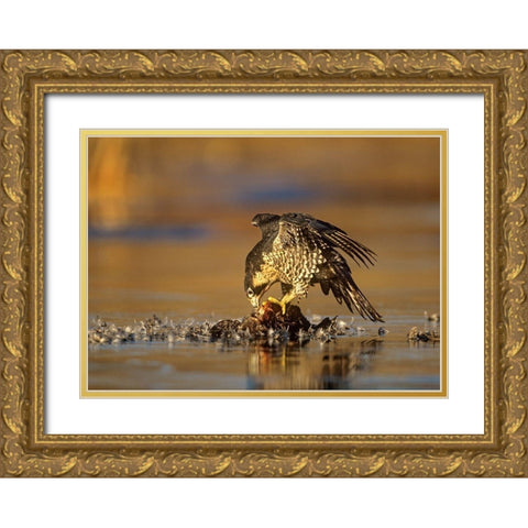 Peregrine Falcon with Prey Gold Ornate Wood Framed Art Print with Double Matting by Fitzharris, Tim