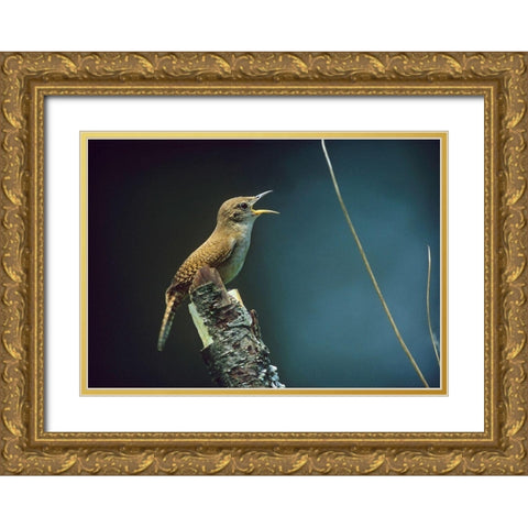 House Wren Singing Gold Ornate Wood Framed Art Print with Double Matting by Fitzharris, Tim