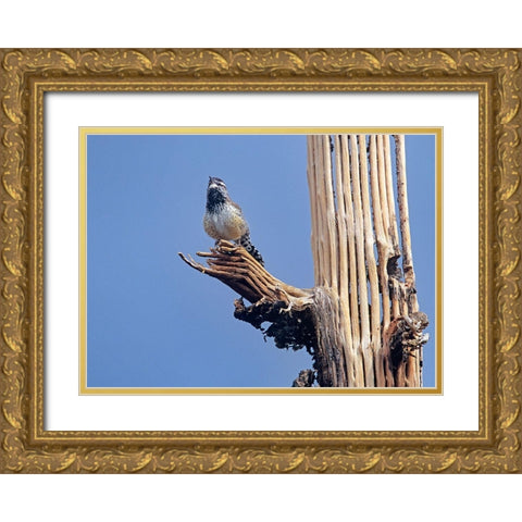 Cactus Wren on Saguaro Cactus Skeleton Gold Ornate Wood Framed Art Print with Double Matting by Fitzharris, Tim