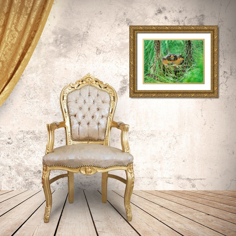 American Robin on Nest with Young Gold Ornate Wood Framed Art Print with Double Matting by Fitzharris, Tim