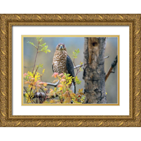 Coopers Hawk Gold Ornate Wood Framed Art Print with Double Matting by Fitzharris, Tim