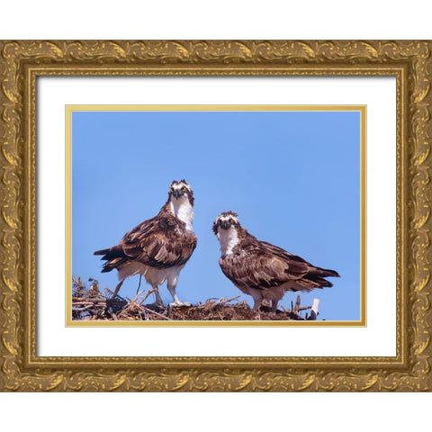 Ospreys on Nest Gold Ornate Wood Framed Art Print with Double Matting by Fitzharris, Tim