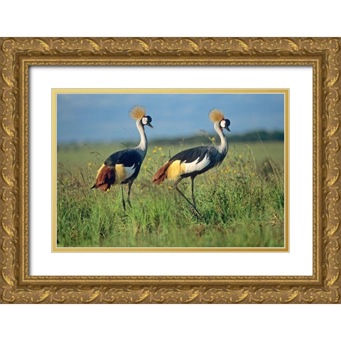 Crowned Cranes Pair Gold Ornate Wood Framed Art Print with Double Matting by Fitzharris, Tim