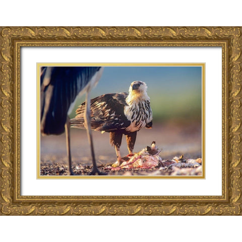 African Fish Eagle over Flamigo Carcass-Kenya Gold Ornate Wood Framed Art Print with Double Matting by Fitzharris, Tim