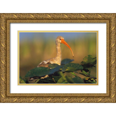 Immature White Ibis Gold Ornate Wood Framed Art Print with Double Matting by Fitzharris, Tim