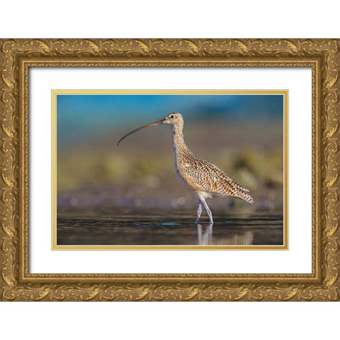 Long-billed Curlew Gold Ornate Wood Framed Art Print with Double Matting by Fitzharris, Tim