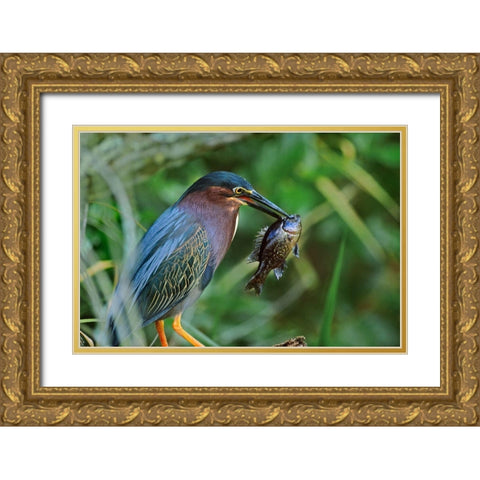 Green Heron with Fish Gold Ornate Wood Framed Art Print with Double Matting by Fitzharris, Tim
