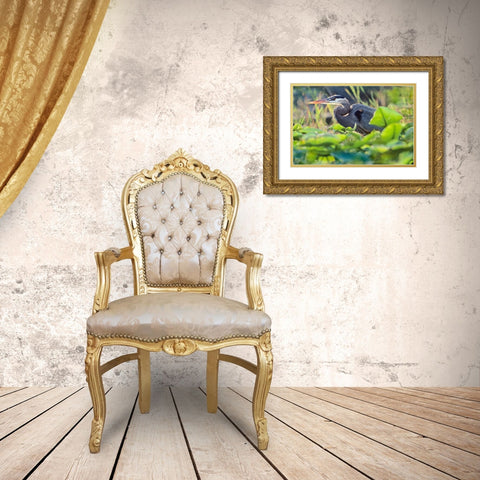 Great Blue Heron in Lily Pads Gold Ornate Wood Framed Art Print with Double Matting by Fitzharris, Tim