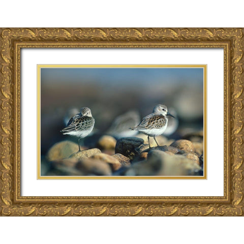 Western Sandpipers Gold Ornate Wood Framed Art Print with Double Matting by Fitzharris, Tim