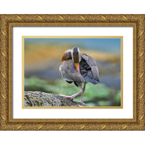 Black-bellied Whistling Duck Preening Gold Ornate Wood Framed Art Print with Double Matting by Fitzharris, Tim