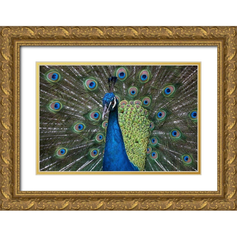 Peacock I Gold Ornate Wood Framed Art Print with Double Matting by Fitzharris, Tim