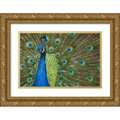 Peacock II Gold Ornate Wood Framed Art Print with Double Matting by Fitzharris, Tim