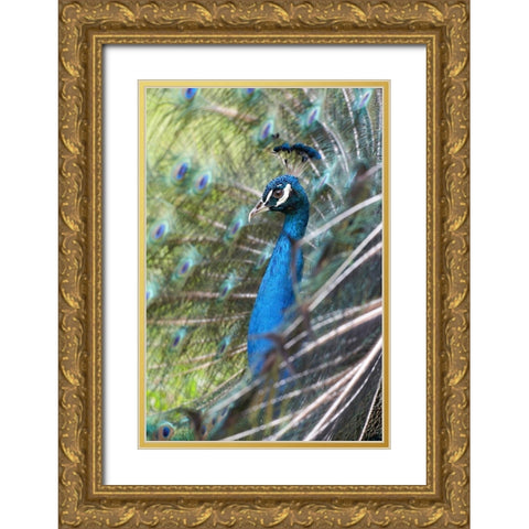 Peacock IV Gold Ornate Wood Framed Art Print with Double Matting by Fitzharris, Tim