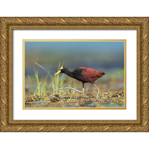 Northern Jacana I Gold Ornate Wood Framed Art Print with Double Matting by Fitzharris, Tim