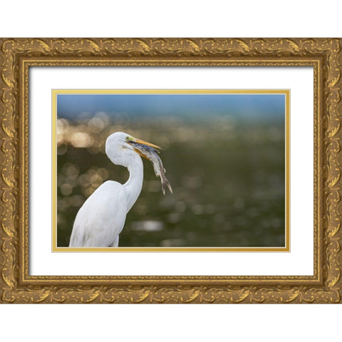 Great Egret with Fish Gold Ornate Wood Framed Art Print with Double Matting by Fitzharris, Tim