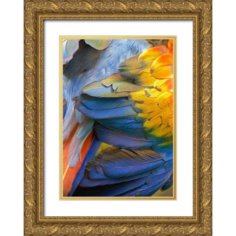 Scarlet Macaw Feathers Gold Ornate Wood Framed Art Print with Double Matting by Fitzharris, Tim