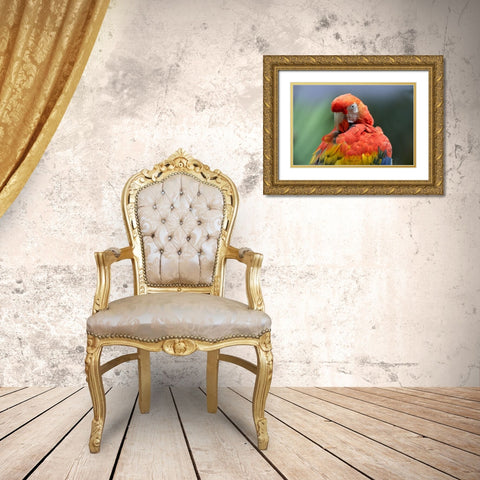 Scarlet Macaw Preening I Gold Ornate Wood Framed Art Print with Double Matting by Fitzharris, Tim