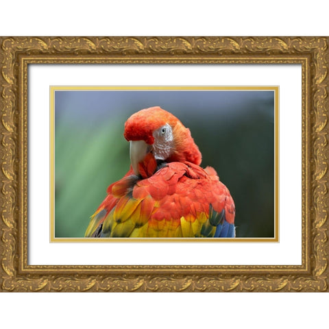 Scarlet Macaw Preening I Gold Ornate Wood Framed Art Print with Double Matting by Fitzharris, Tim