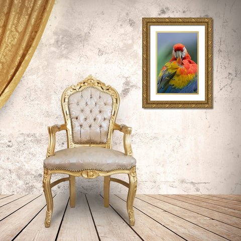 Scarlet Macaw Preening II Gold Ornate Wood Framed Art Print with Double Matting by Fitzharris, Tim