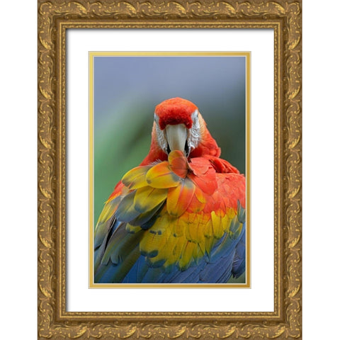 Scarlet Macaw Preening II Gold Ornate Wood Framed Art Print with Double Matting by Fitzharris, Tim