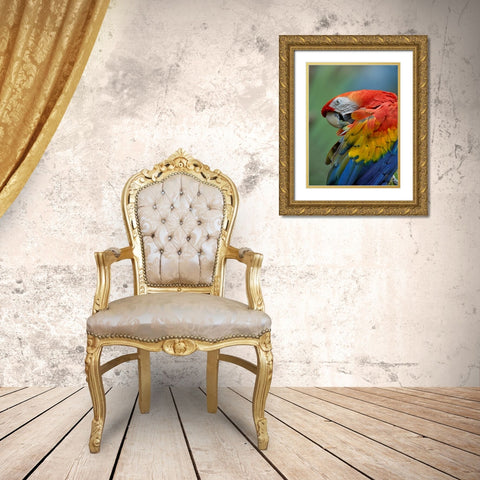 Scarlet Macaw Preening III Gold Ornate Wood Framed Art Print with Double Matting by Fitzharris, Tim