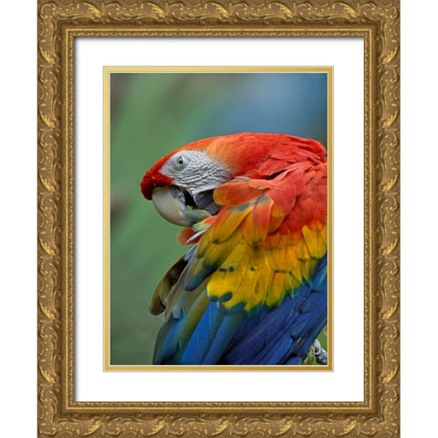 Scarlet Macaw Preening III Gold Ornate Wood Framed Art Print with Double Matting by Fitzharris, Tim