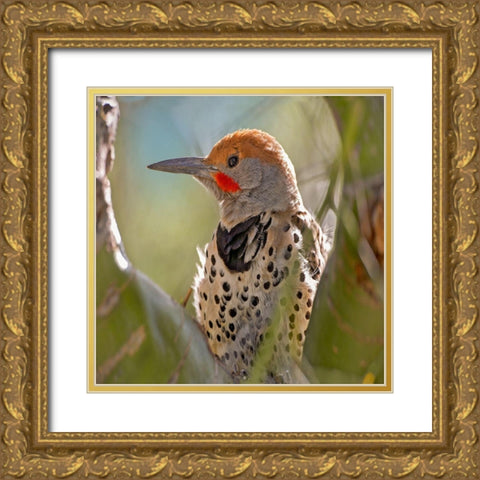 Northern Flicker Woodpecker Gold Ornate Wood Framed Art Print with Double Matting by Fitzharris, Tim